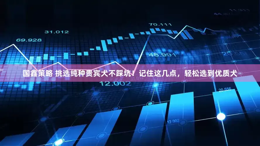 国鑫策略 挑选纯种贵宾犬不踩坑！记住这几点，轻松选到优质犬